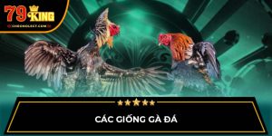 Các giống gà đá