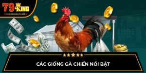 Các giống gà chiến nổi bật