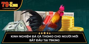 Kinh Nghiệm Đá Gà Thomo Cho Người Mới Bắt Đầu Tại 79KING